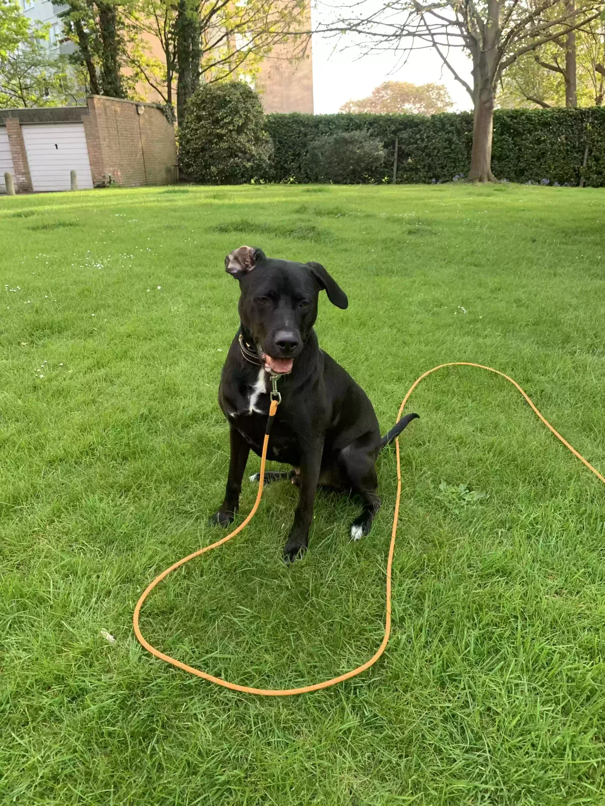 Eros, Labrador Cross Dog for adoption in London, England