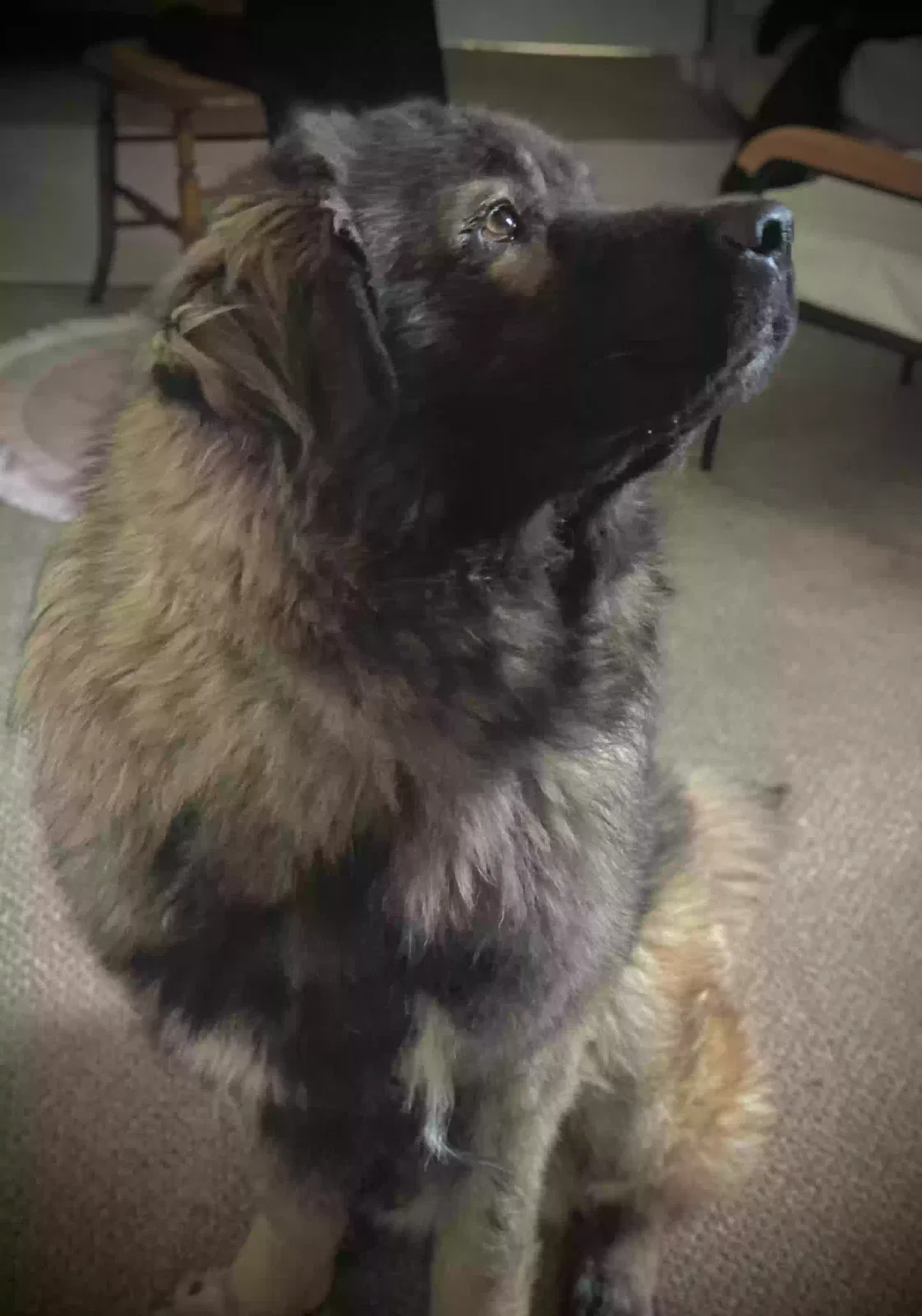 Deniro, Caucasian Shepherd Dog for adoption in Gloucester, England
