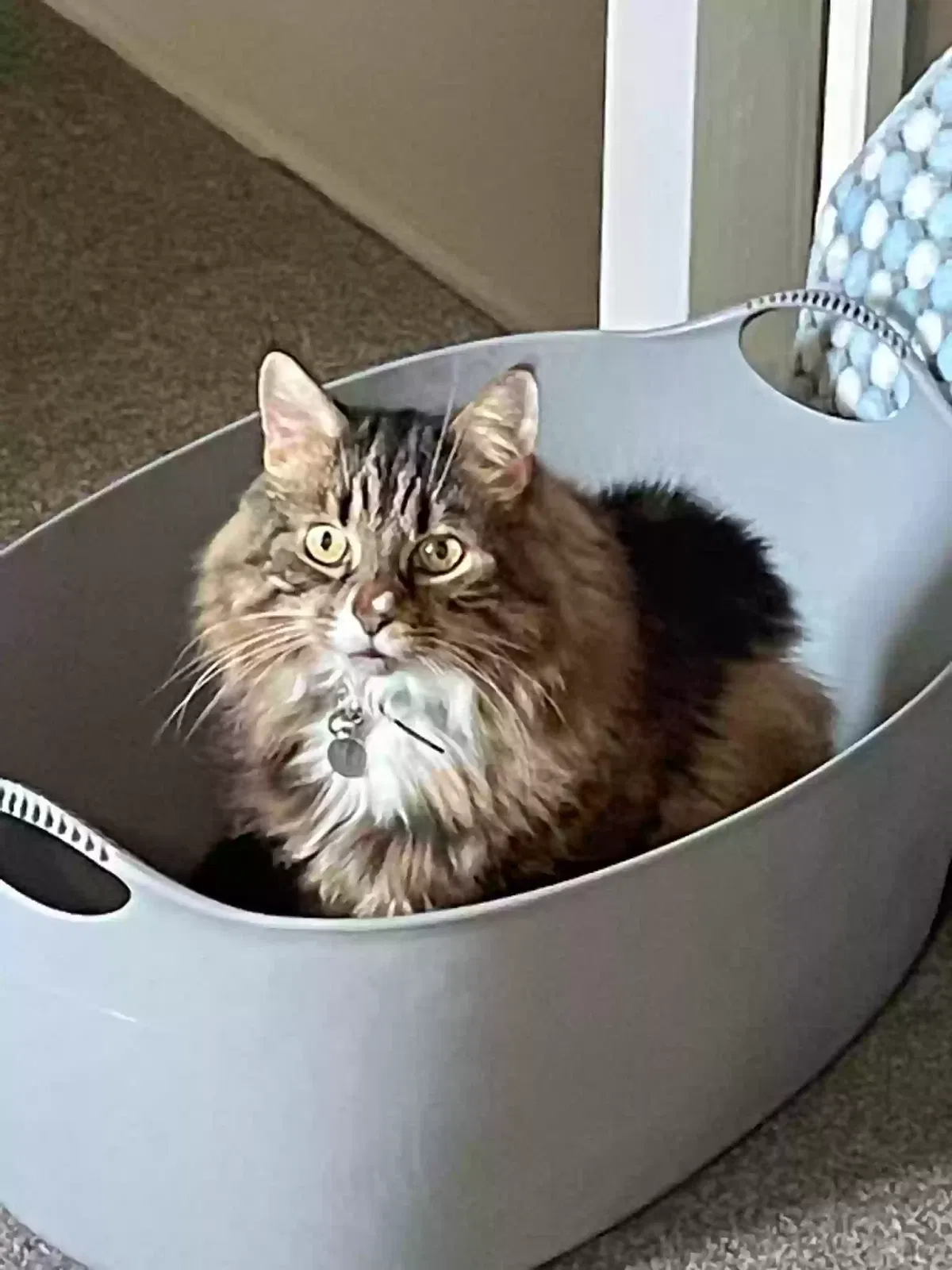 Horus, Domestic long hair Cat for adoption in St Albans, England