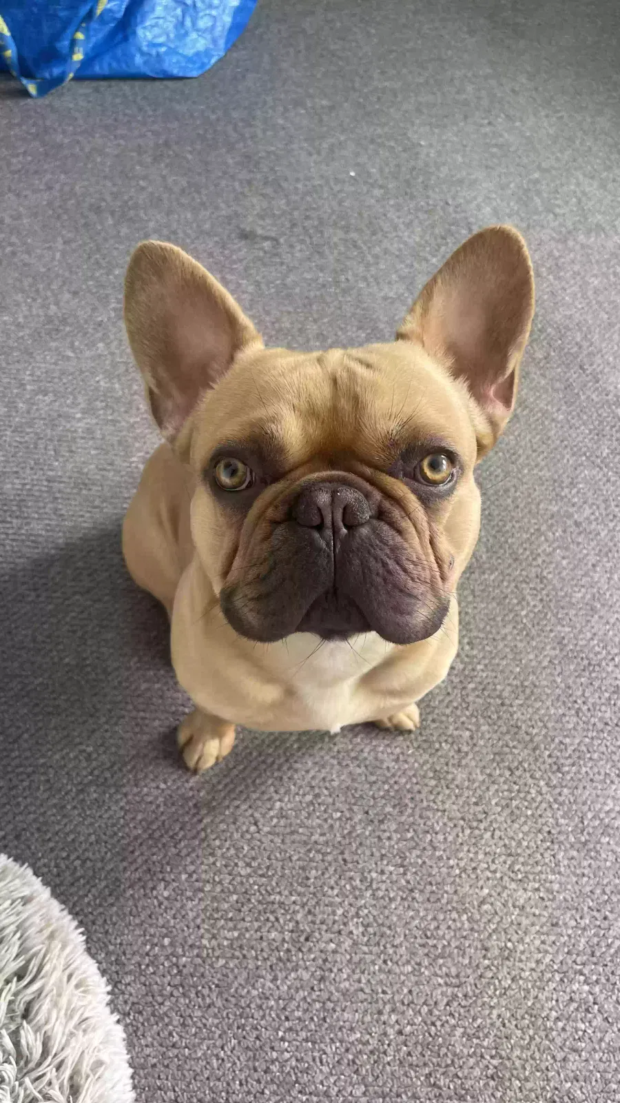 Gaston, French bulldog Dog for adoption in Canterbury, England