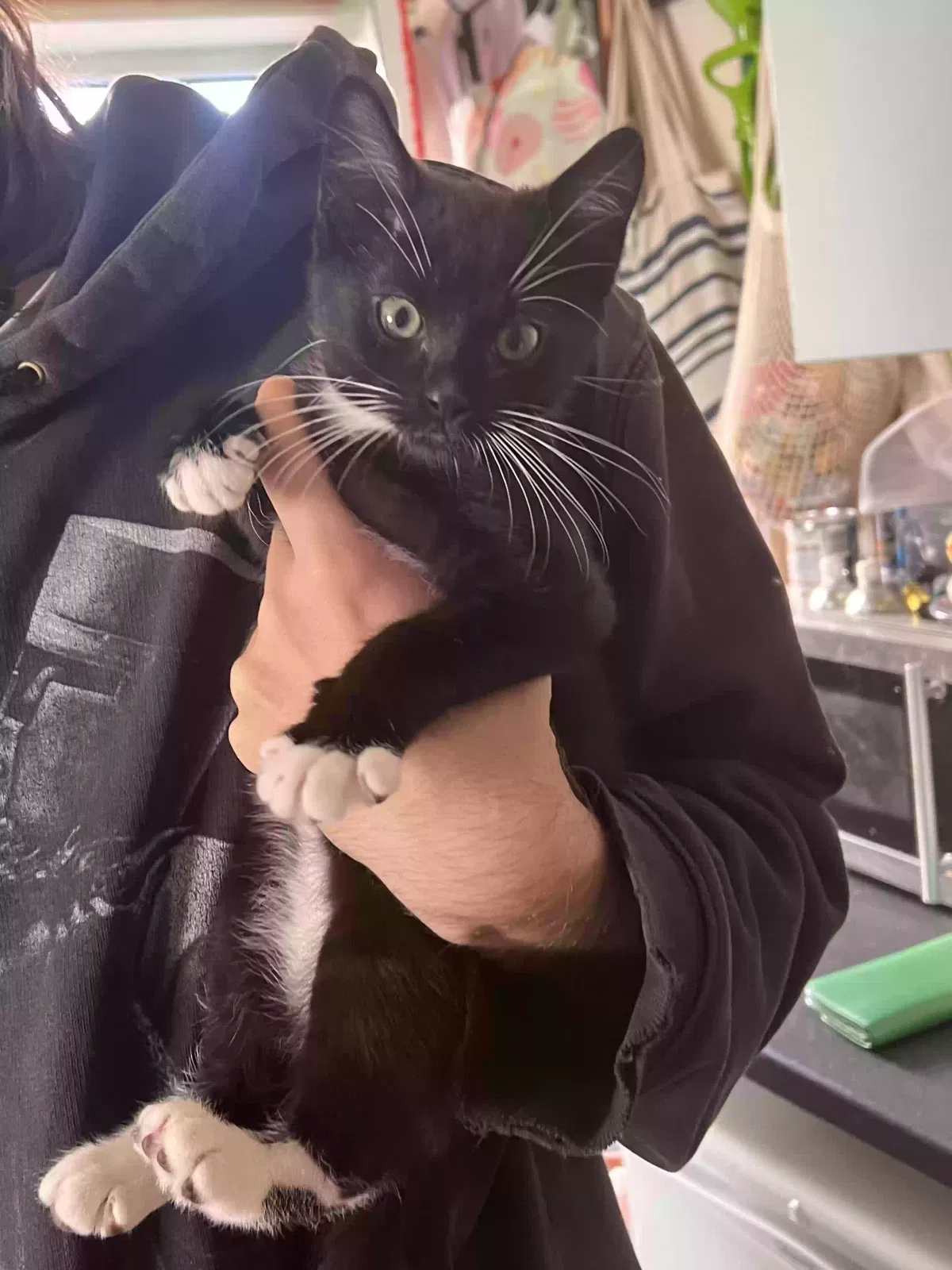 Delwyn, X breed Cat for adoption in Cardiff, Wales