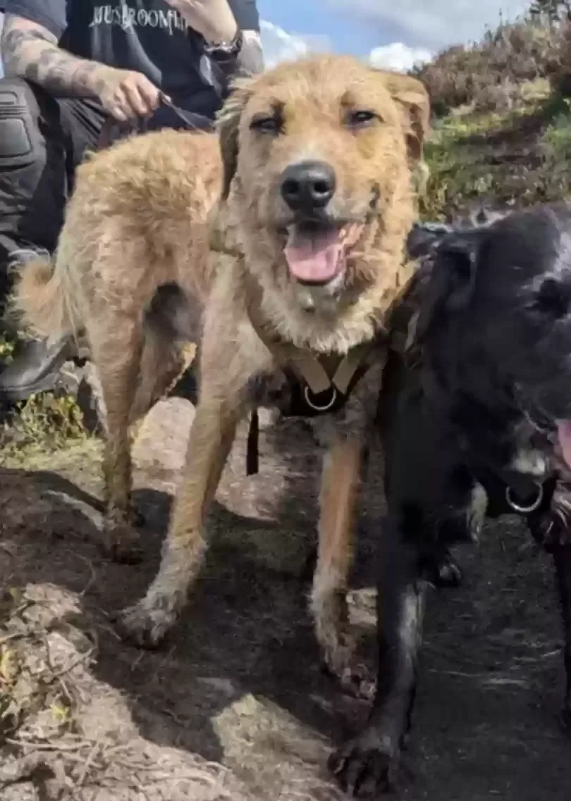 George, Herding breed Dog for adoption in Manchester, England