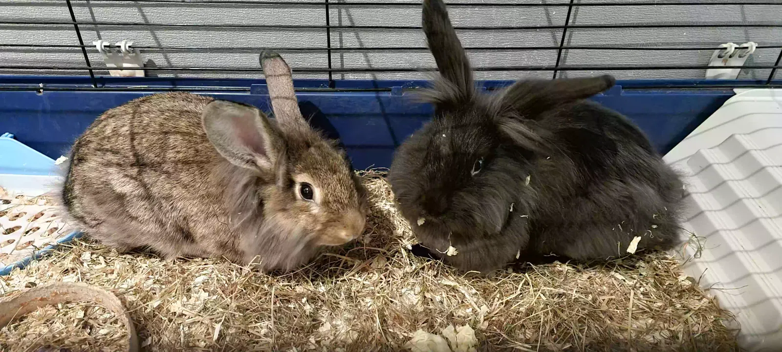 Benji and bruno, Lionhead Pet for adoption in Sunderland, England