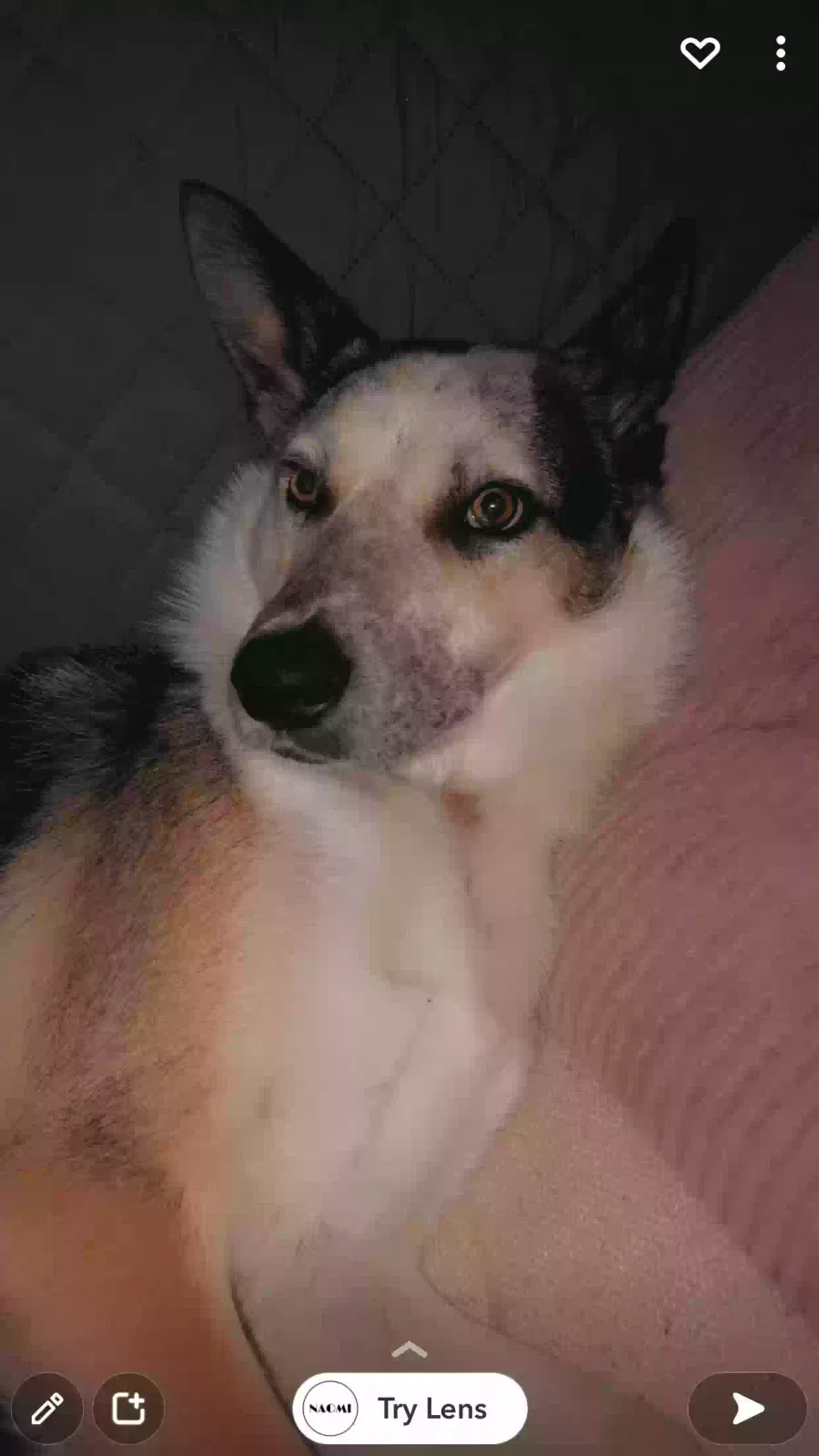 Gary, Bordie Dog for adoption in Leeds, England