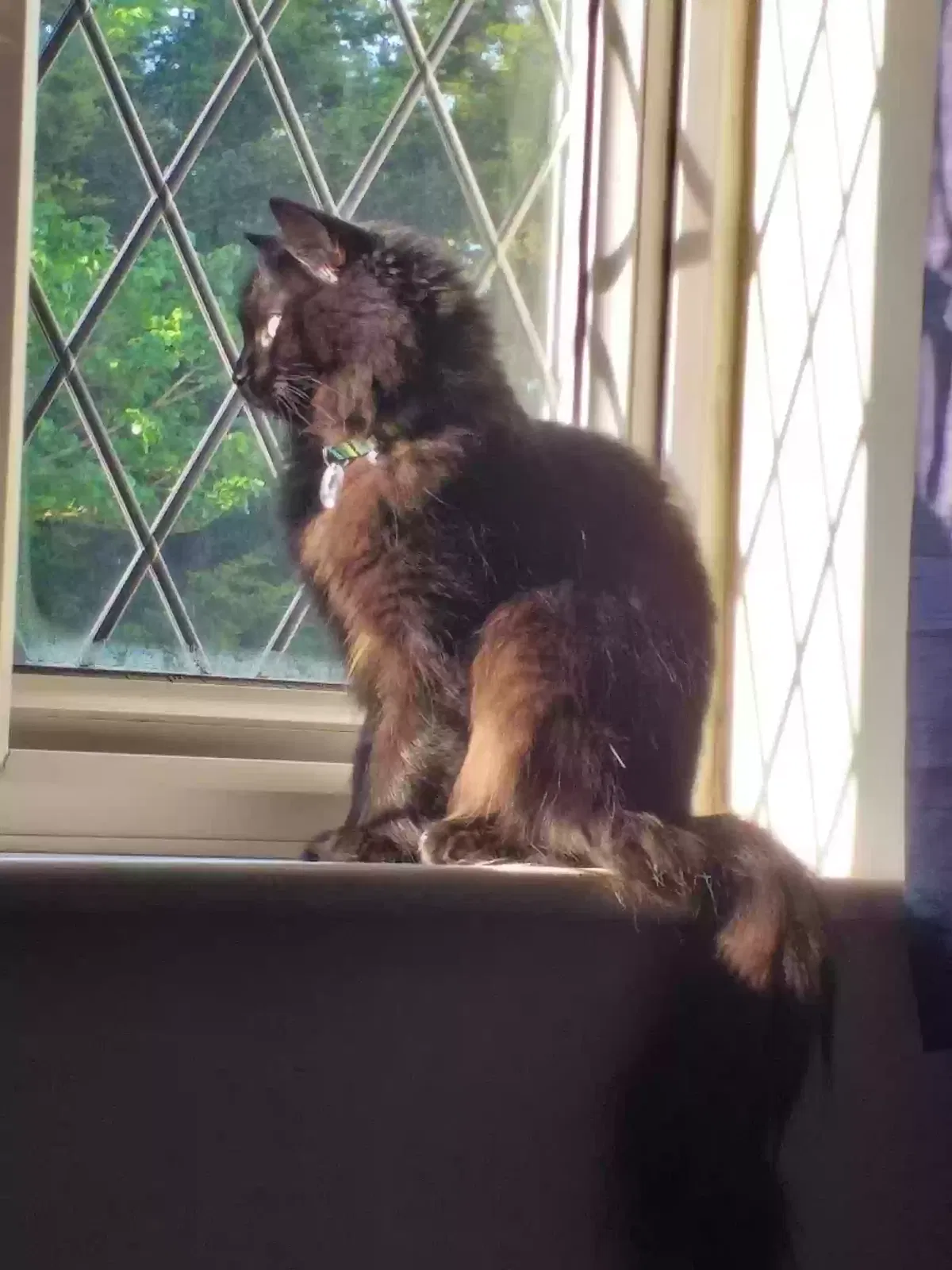 Maxi(milienne), Domestic medium-hair Cat for adoption in London, England