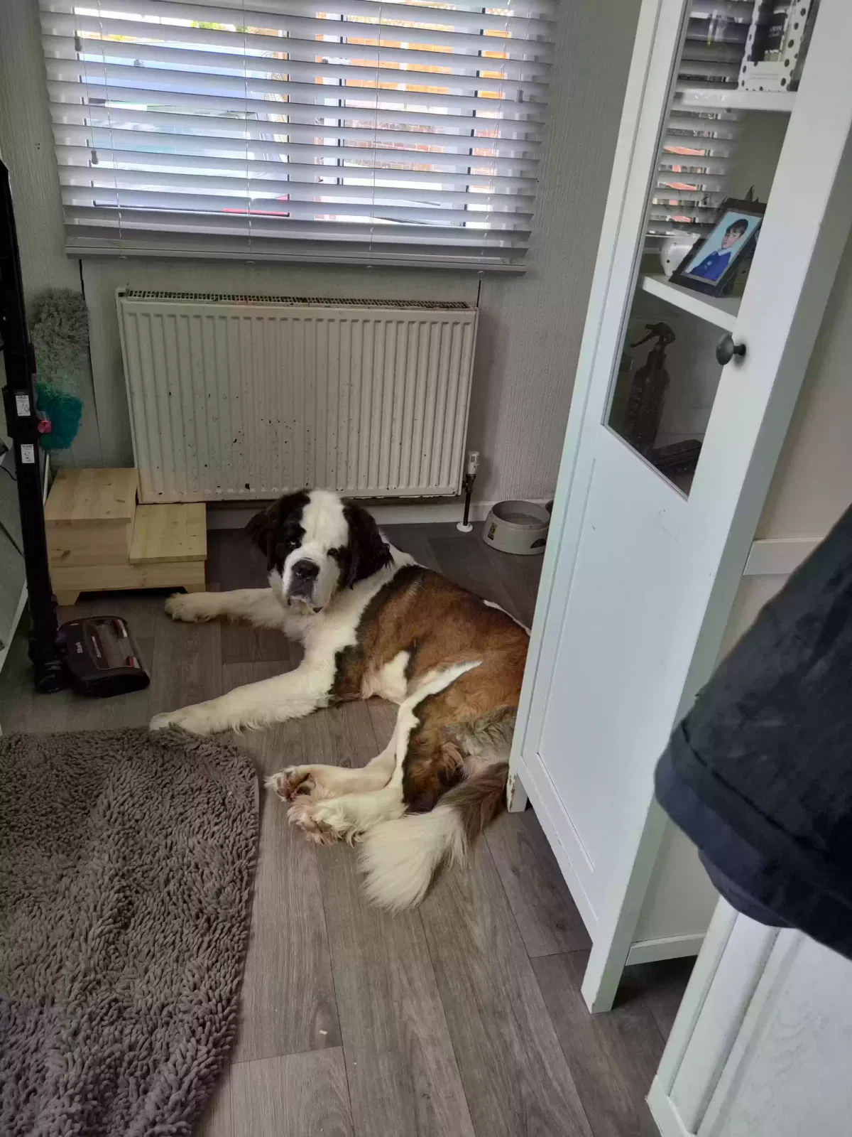 Clio, Saint Bernard Dog for adoption in Southampton, England