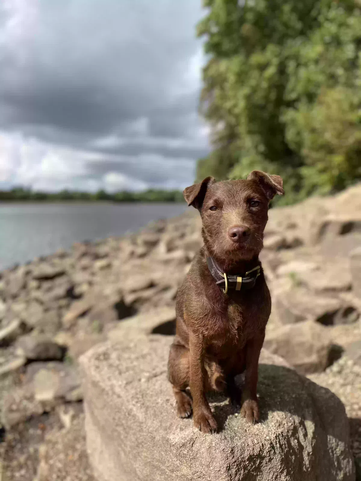Reggie, Patterdale Dog for adoption in Liverpool, England