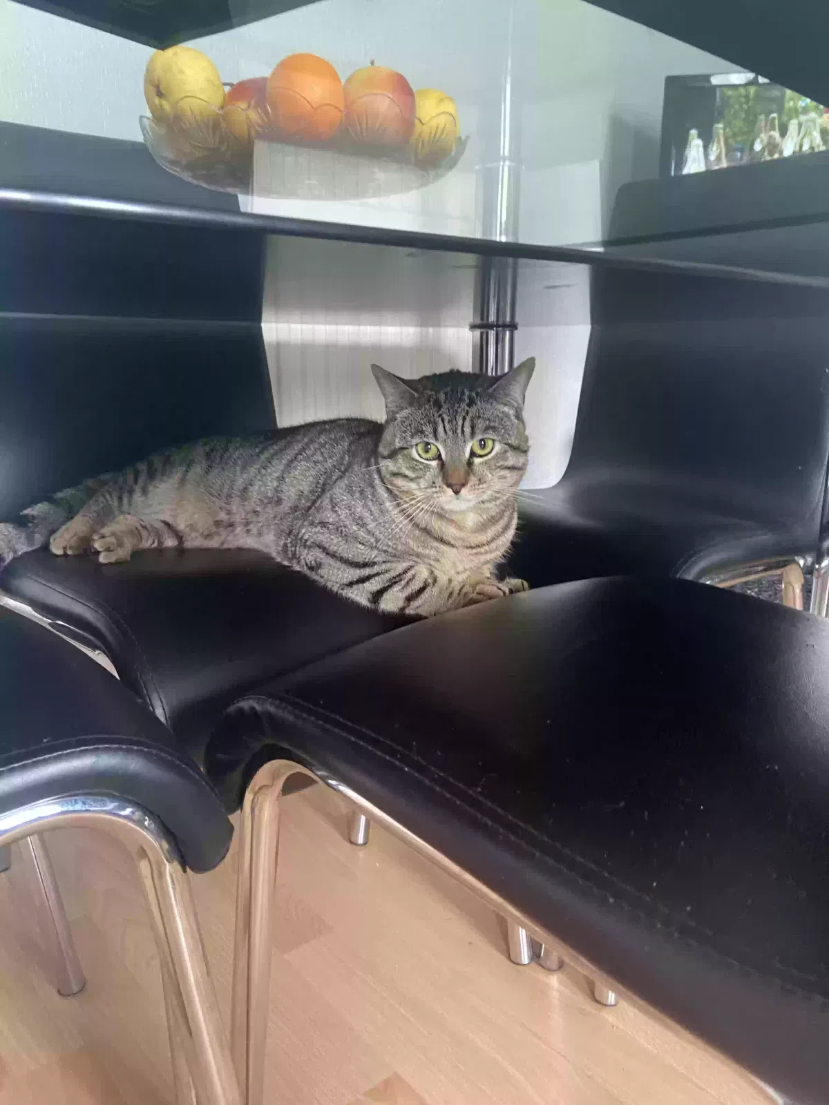 Milo, Unknown Cat for adoption in Nottingham, England