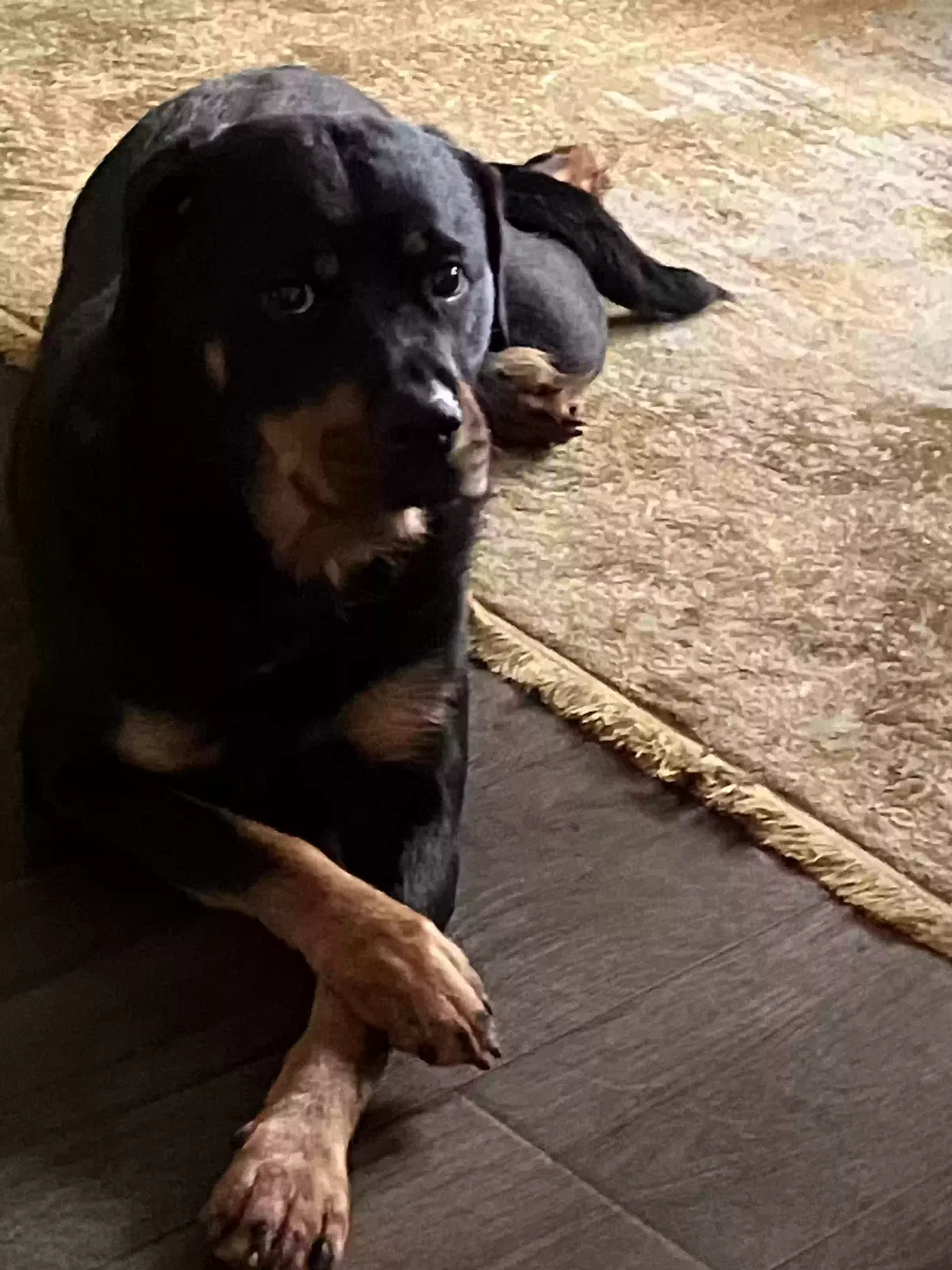 Honey, Rottweiler Dog for adoption in Edinburgh, Scotland