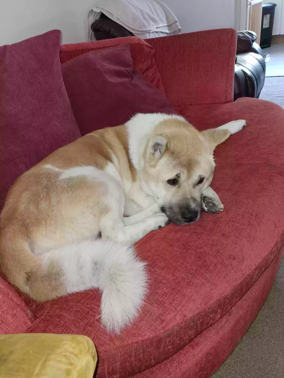 Apache, Akita Dog for adoption in Canterbury, England