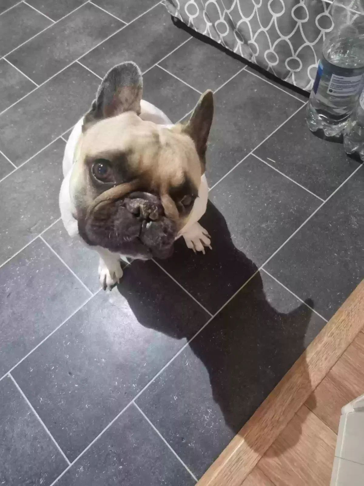 Dog, French bulldog Dog for adoption in St Albans, England