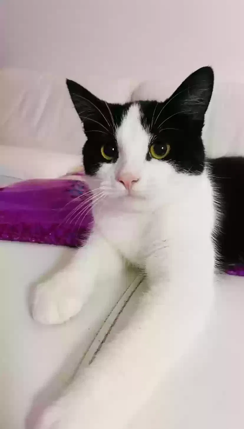 Luna, Domestic Cat for adoption in Manchester, England
