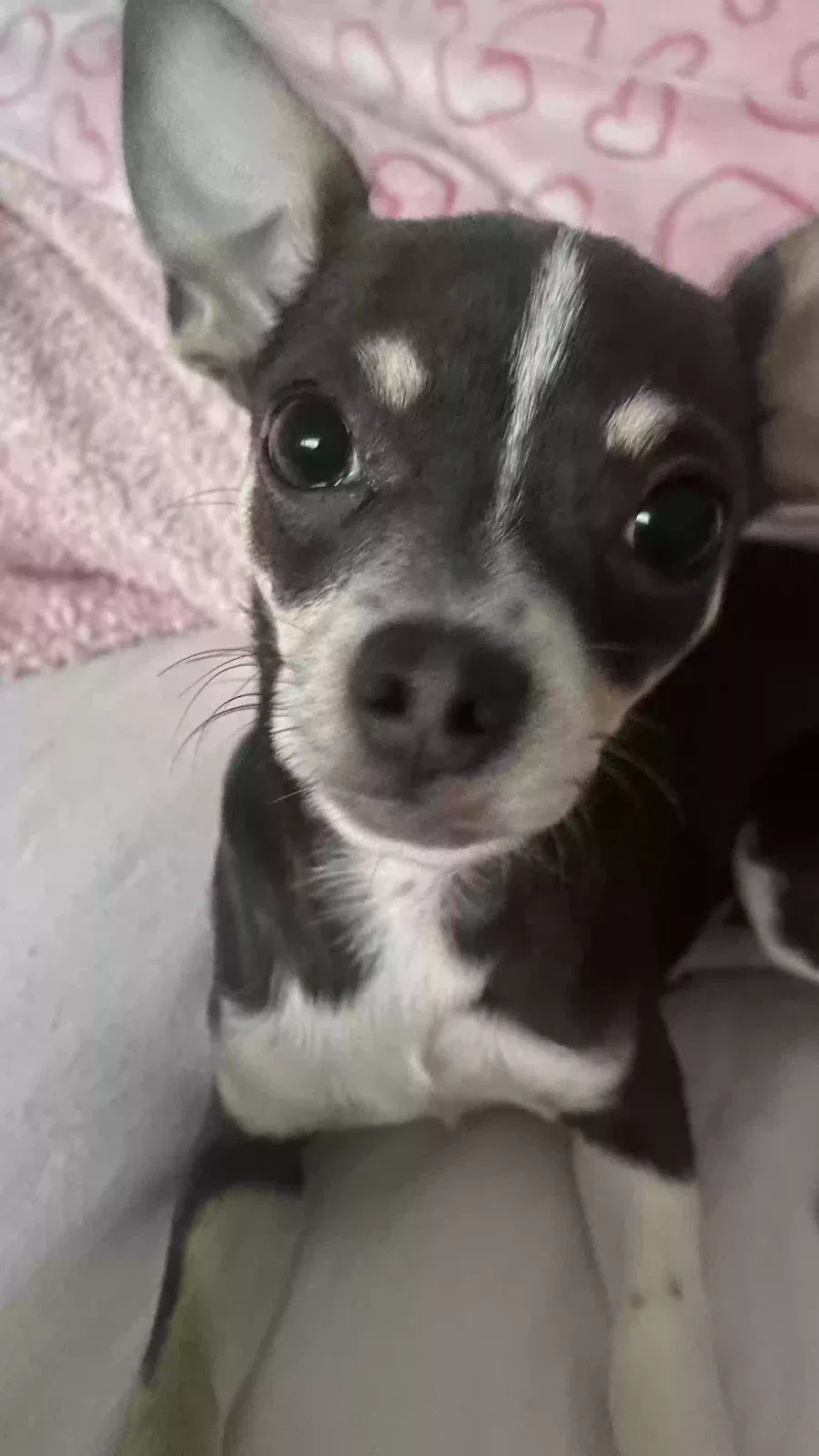 Tino, Chihuahua Dog for adoption in Manchester, England