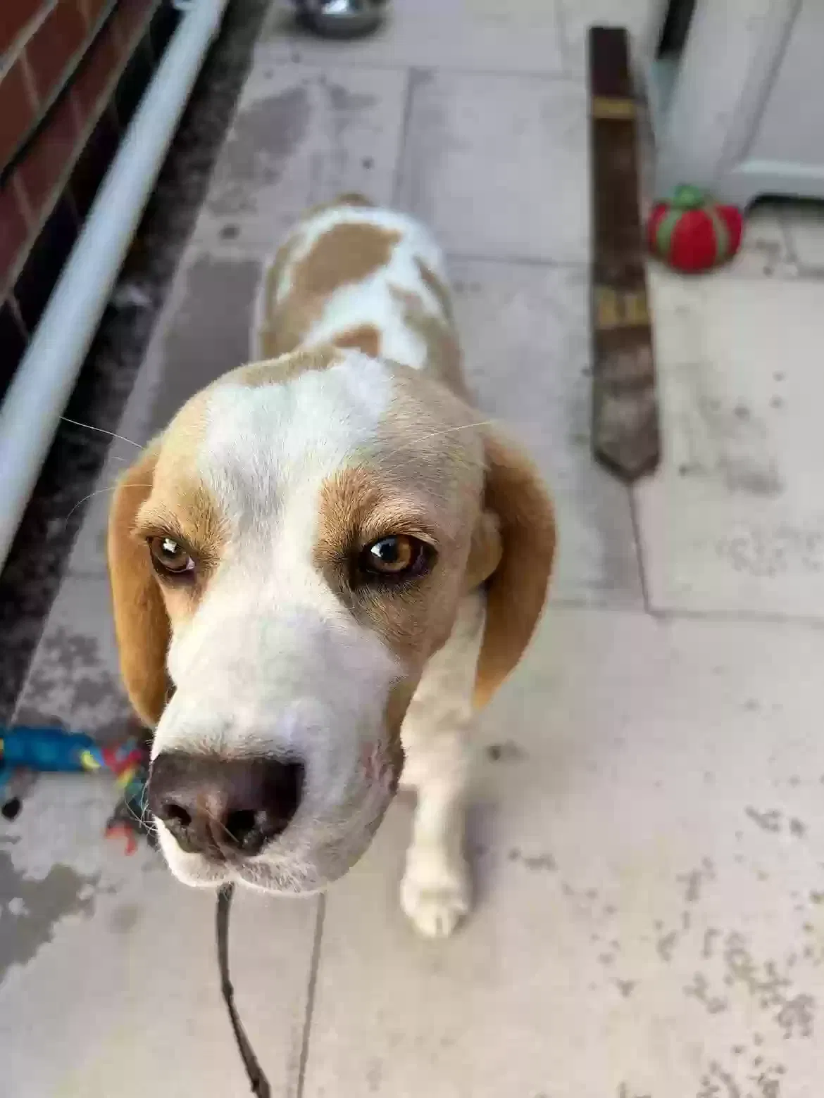Chase, Beagle Dog for adoption in Derby, England