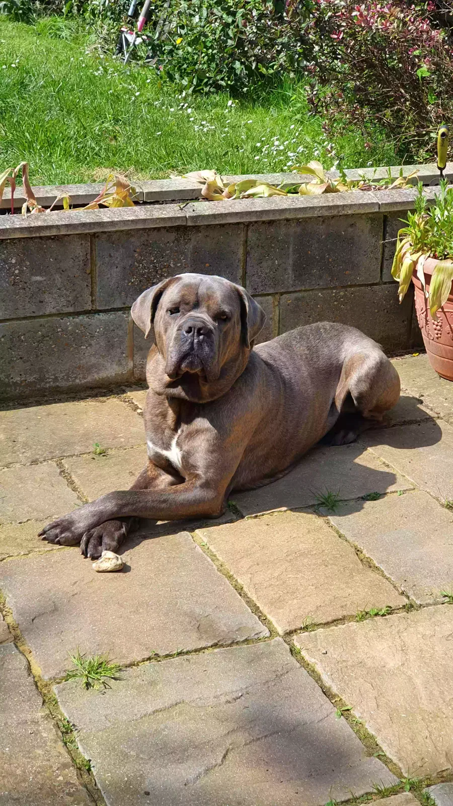 Enzo, Cane Corso Dog for adoption in Canterbury, England