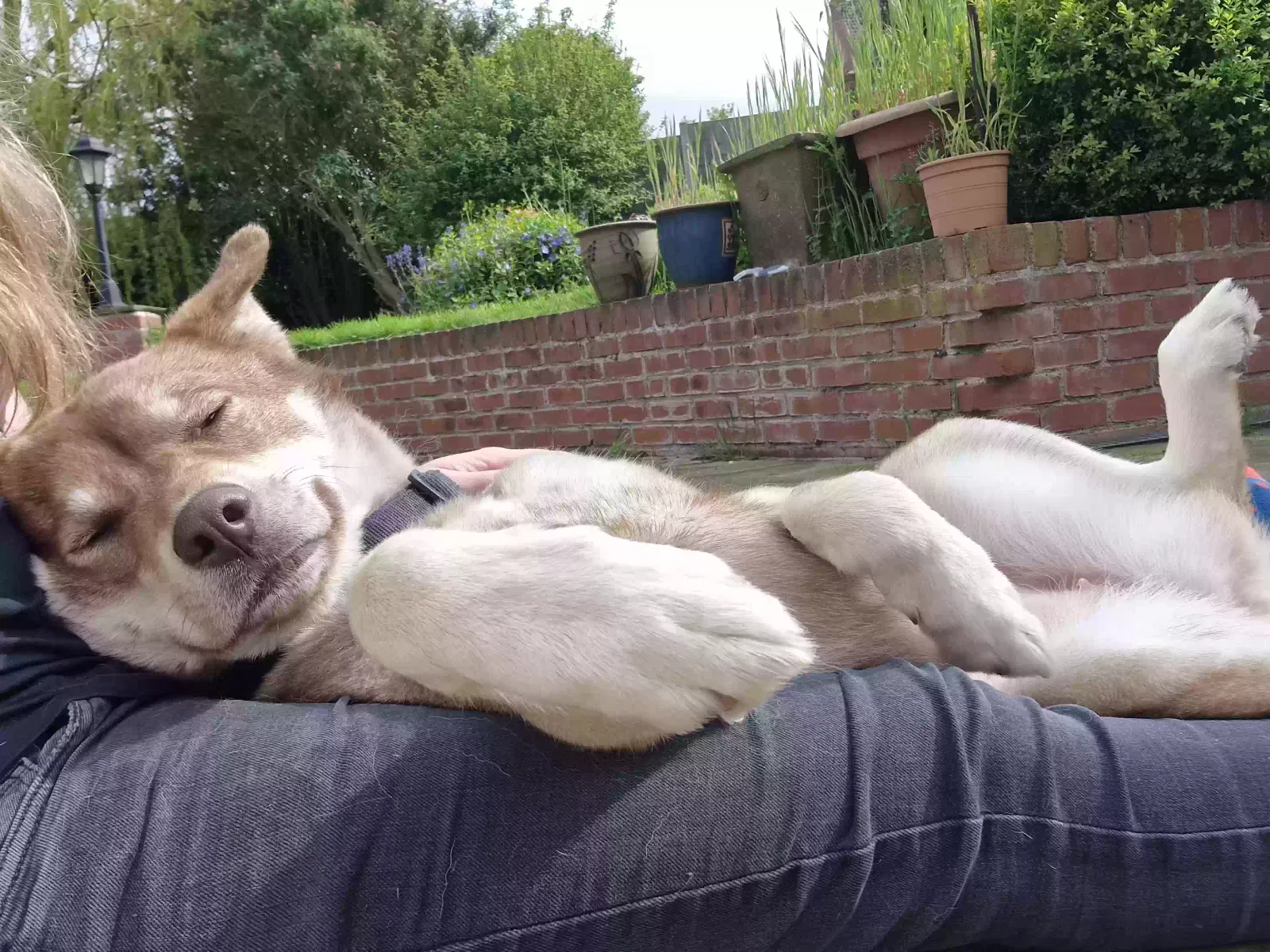 Brownie, Husky cross Dog for adoption in Lincoln, England