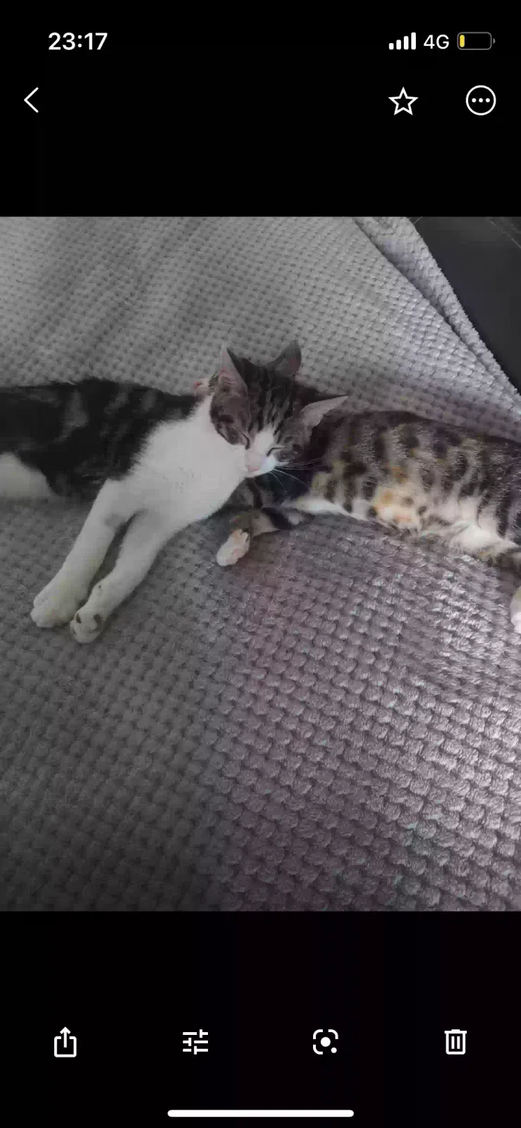 Bella, Unknown Cat for adoption in London, England