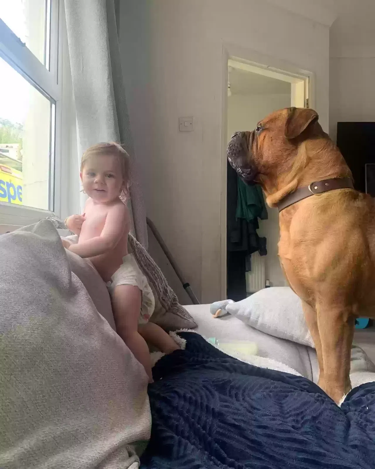 Blue, Bull mastiff Dog for adoption in London, England