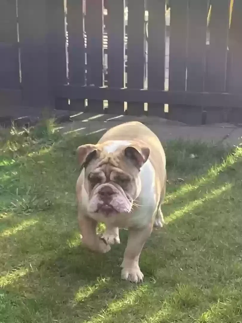 Koby, English bulldog Dog for adoption in Liverpool, England