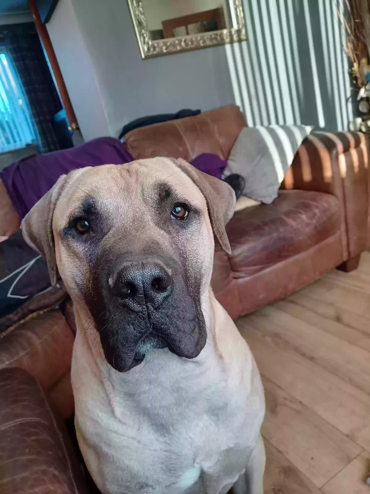 Bowie, Presso caniereio Dog for adoption in Manchester, England