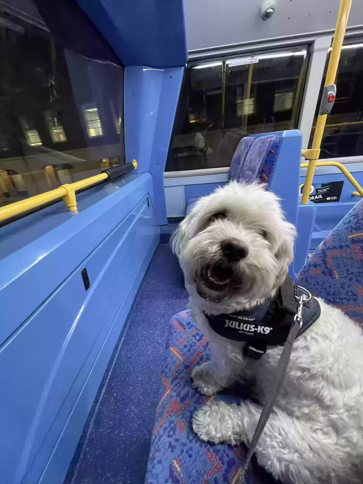 Hugo, Shichon Dog for adoption in London, England