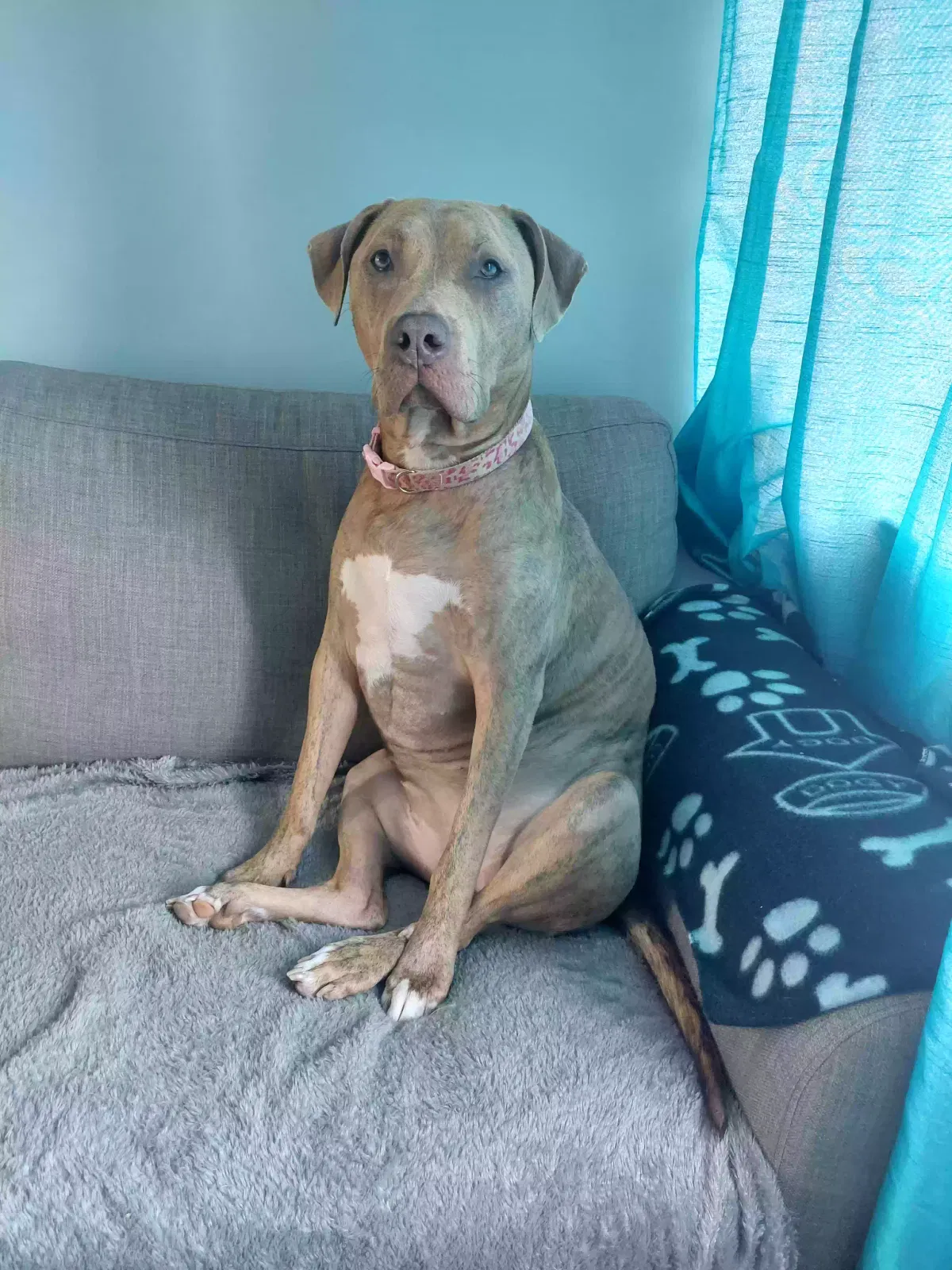 Star, Xl bully Dog for adoption in Stoke-On-Trent, England