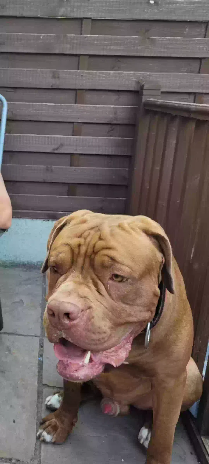 Buddy, Mastiff cross Dog for adoption in Chelmsford, England