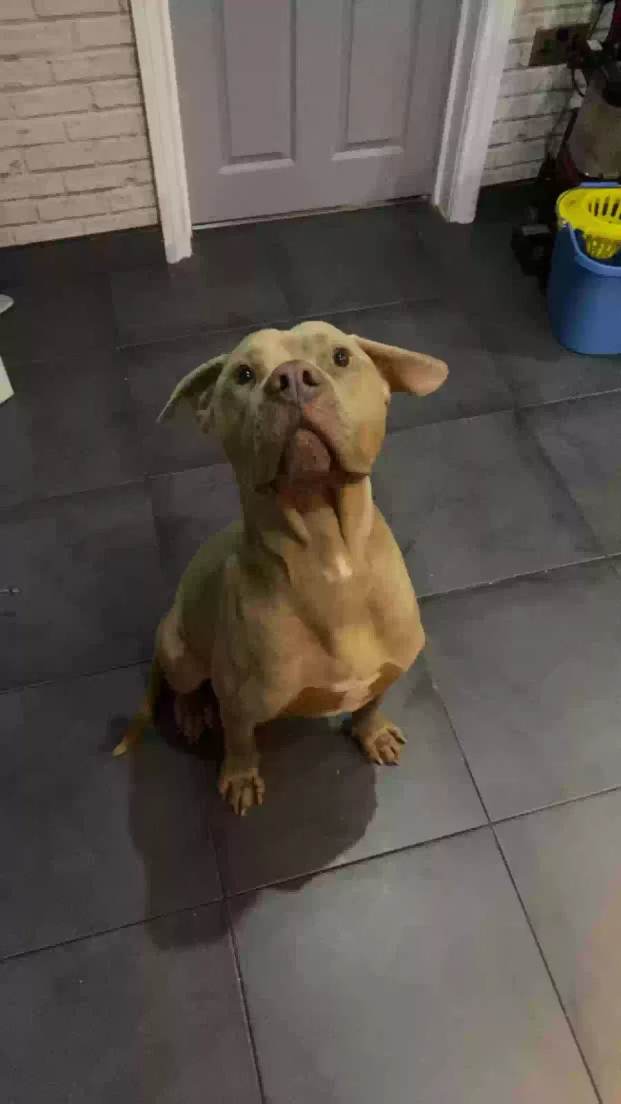 Ace, Xl bully Dog for adoption in Sheffield, England