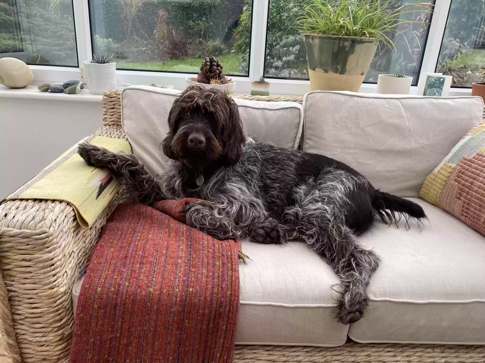 Oskar, Wire Haired German Pointer Dog for adoption in Leeds, England