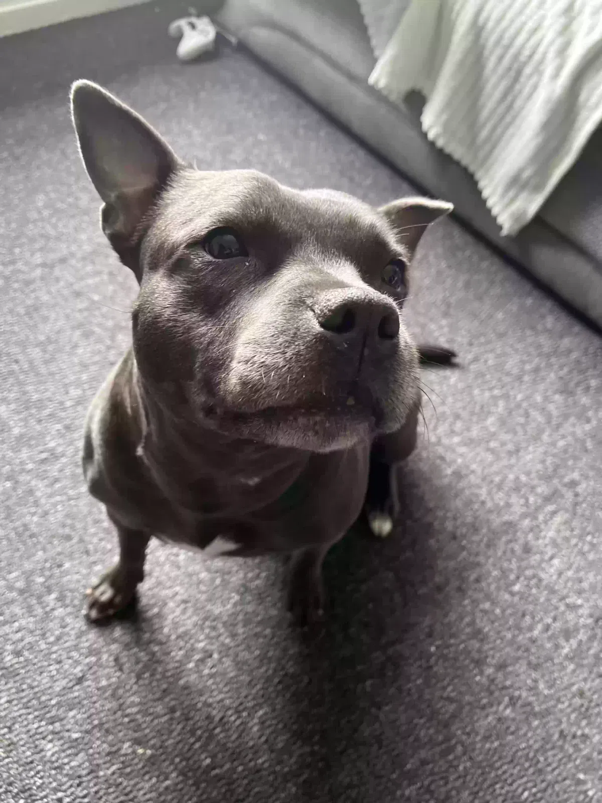 Ruby, Staffordshire Bull Terrier Dog for adoption in Birmingham, England