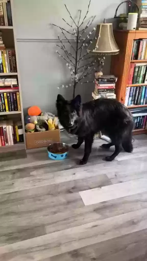 Callie, German Shepherd Dog for adoption in Glasgow, Scotland