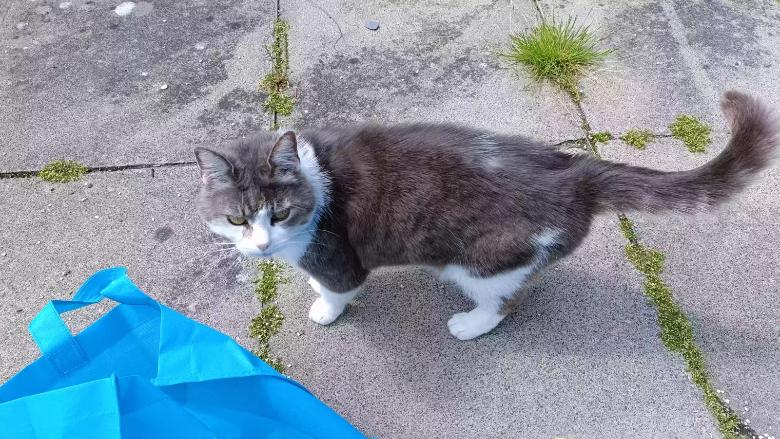 Callie, Tortoiseshell tabby Cat for adoption in Belfast, Northern Ireland