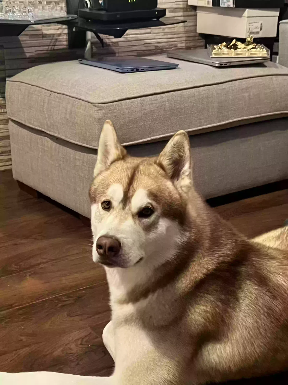 zeus, Siberia husky Dog for adoption in Birmingham, England