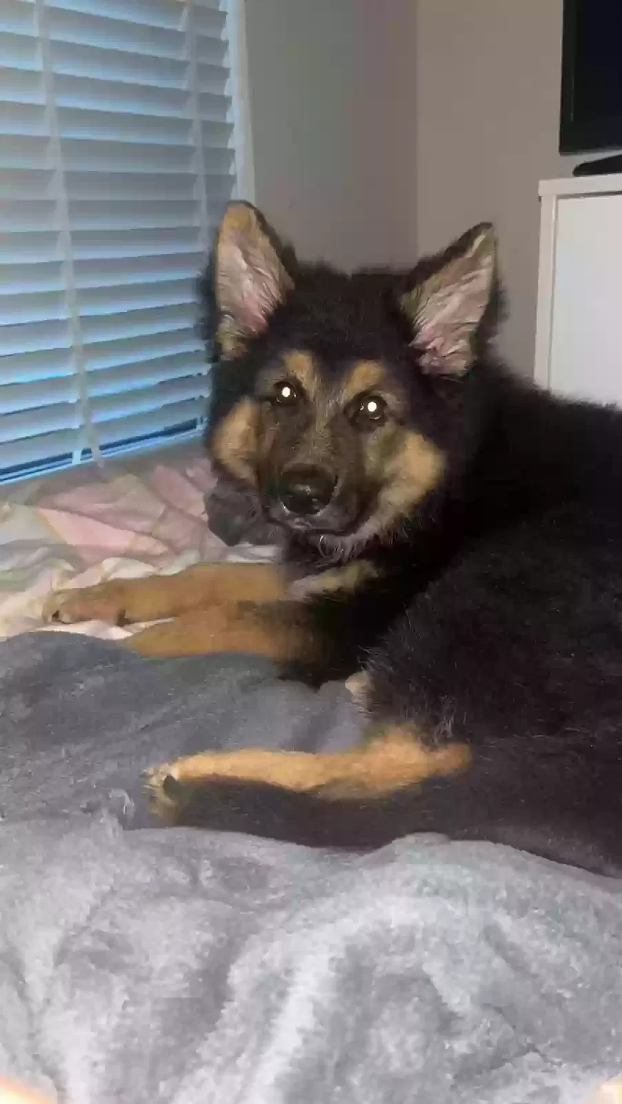 Bear, German Shepard Dog for adoption in Glasgow, Scotland