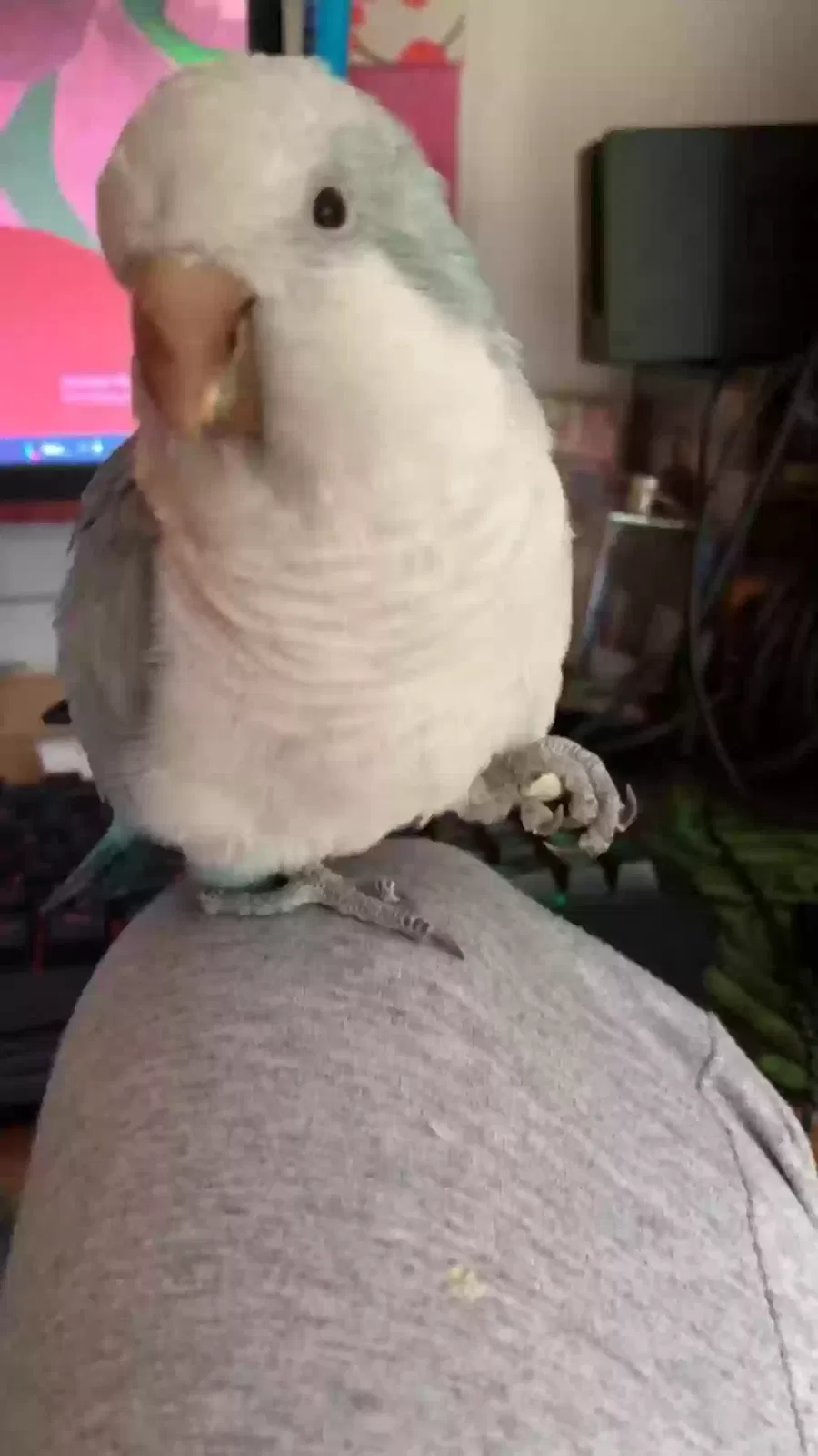 Procel, Unknown Bird for adoption in Edinburgh, Scotland