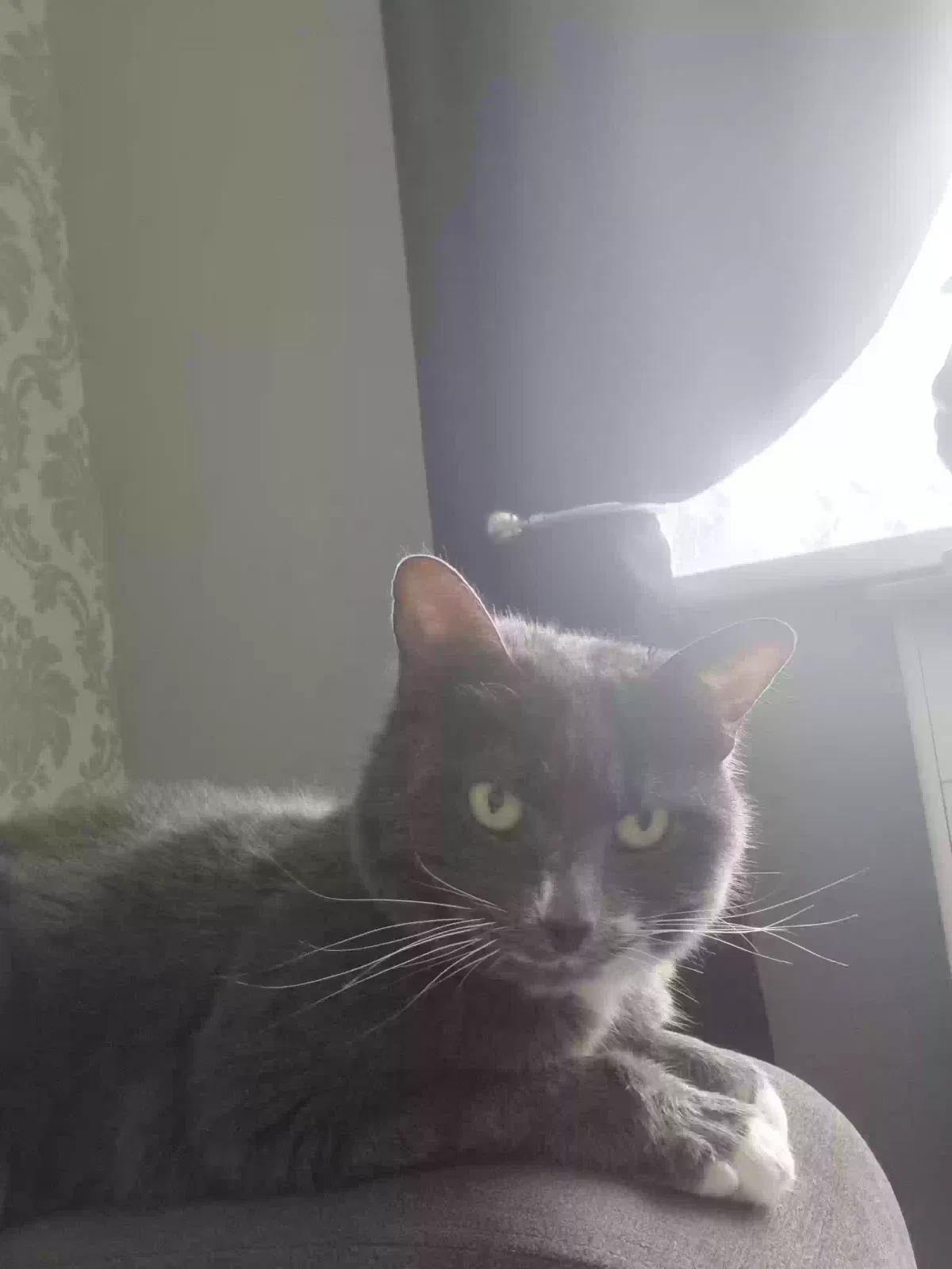 Tootsie, Short hair grey Cat for adoption in London, England