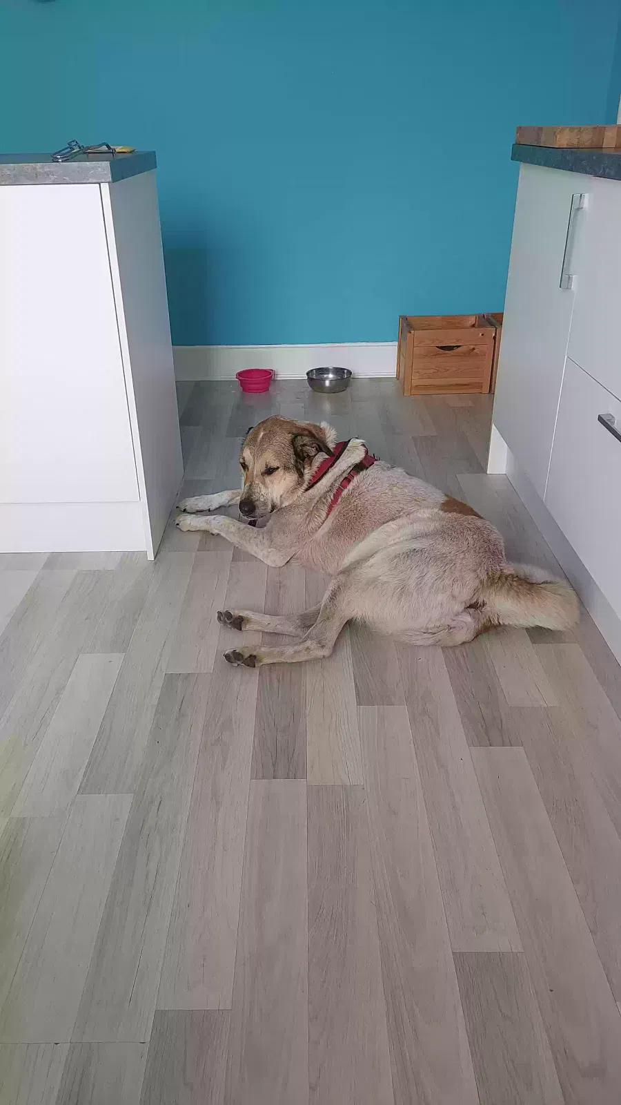 Zoe, Street mutt but looks like an Anatolian Dog for adoption in Glasgow, Scotland