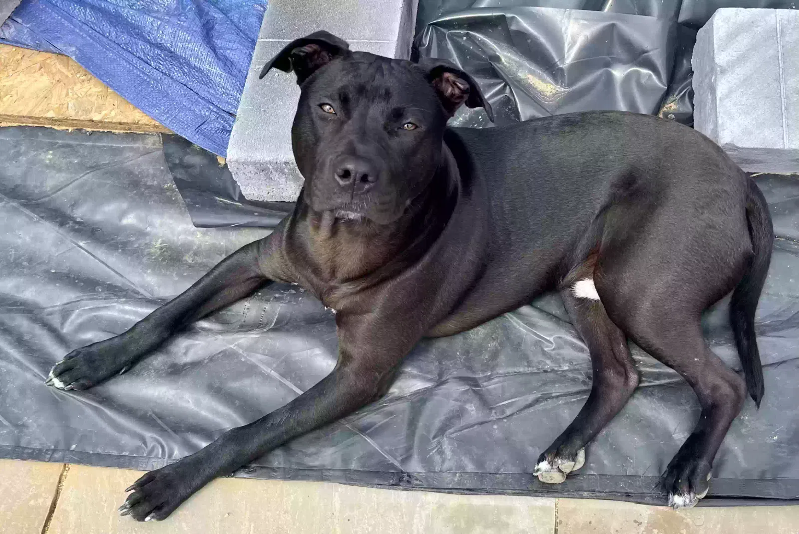 Phoenix, X L Bully Dog for adoption in Winchester, England