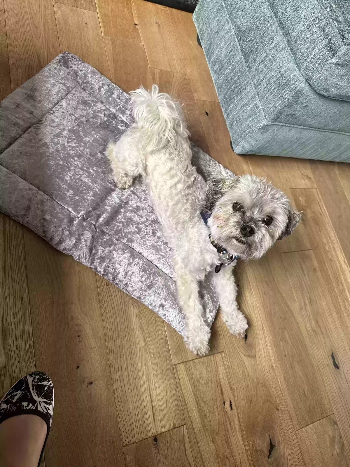 Percy, Maltishi Dog for adoption in Manchester, England