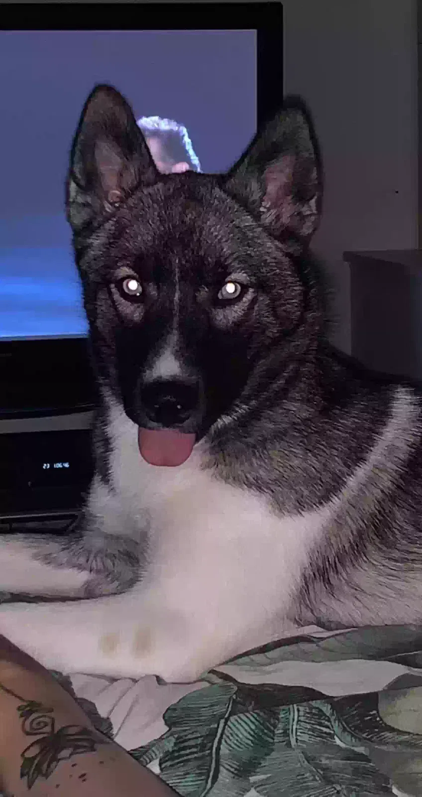 Storm, Husky Dog for adoption in Stoke-On-Trent, England