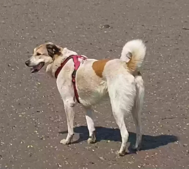 Zoe, Unknown Dog for adoption in Glasgow, Scotland