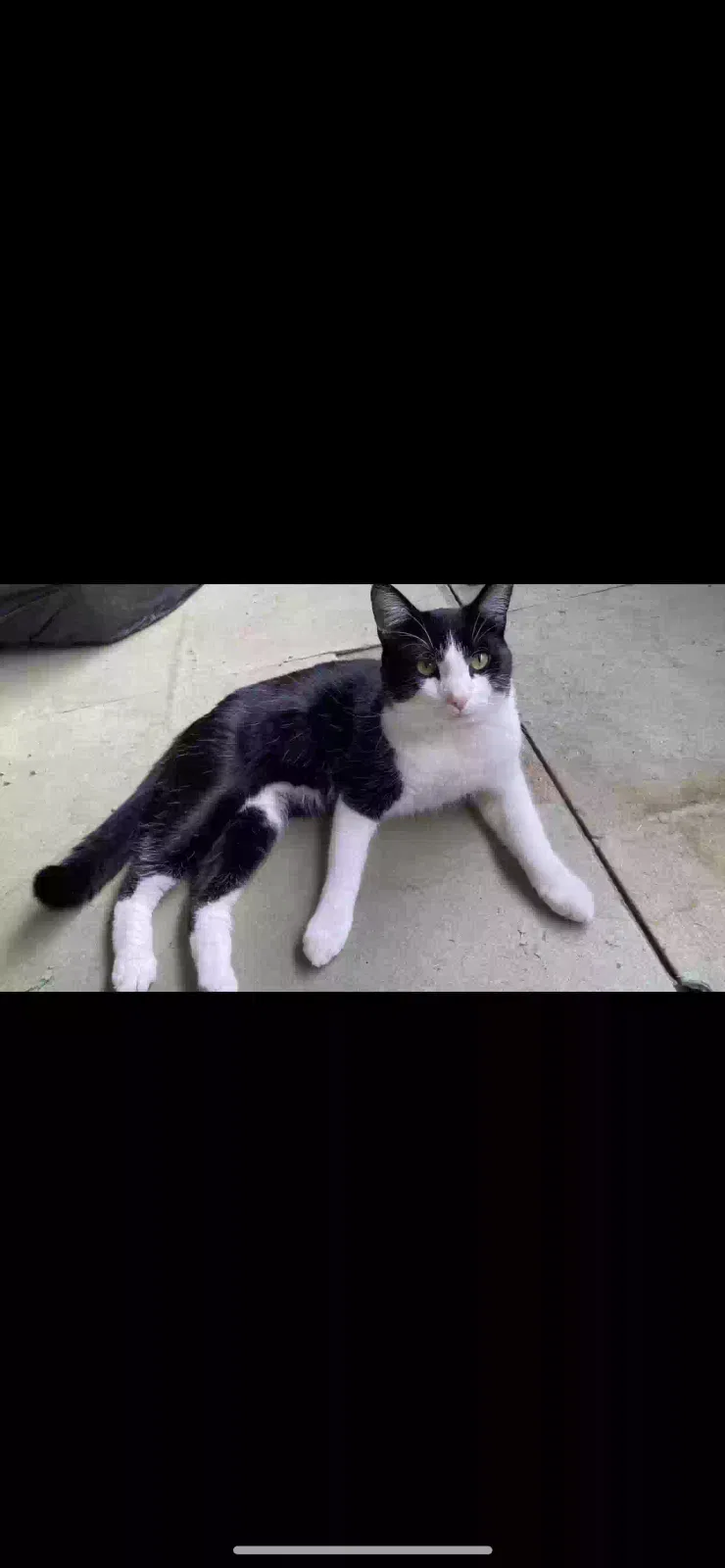 Milo, Unknown Cat for adoption in Oxford, England