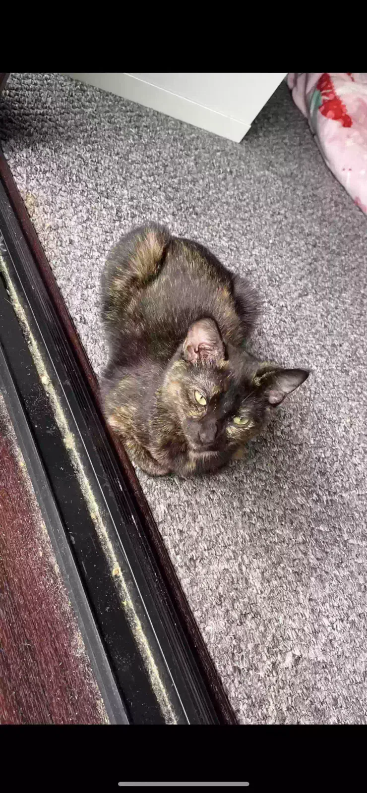 Bella, Unknown Cat for adoption in Oxford, England
