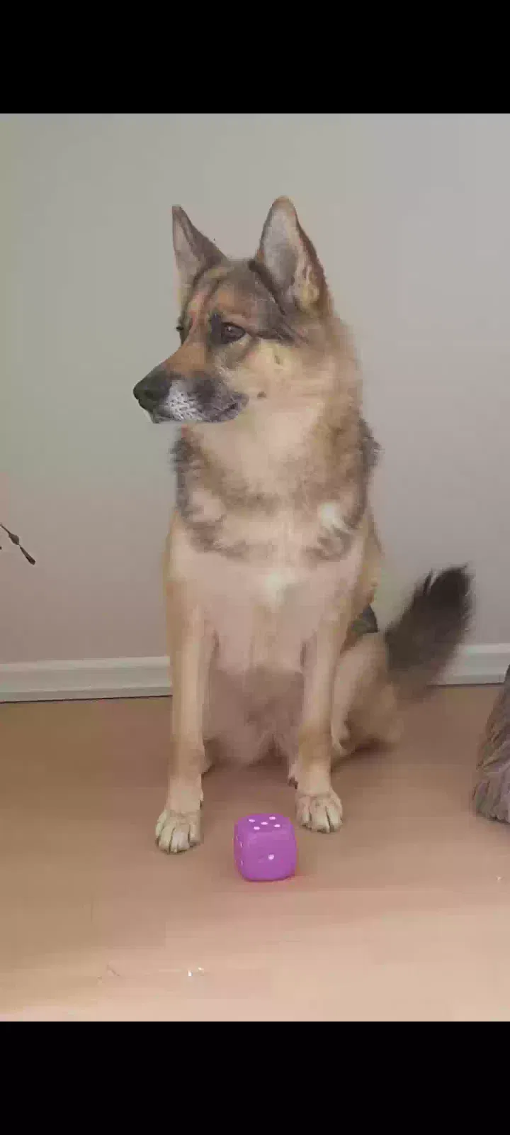 Roxy, German shepherd x husky Dog for adoption in Gloucester, England