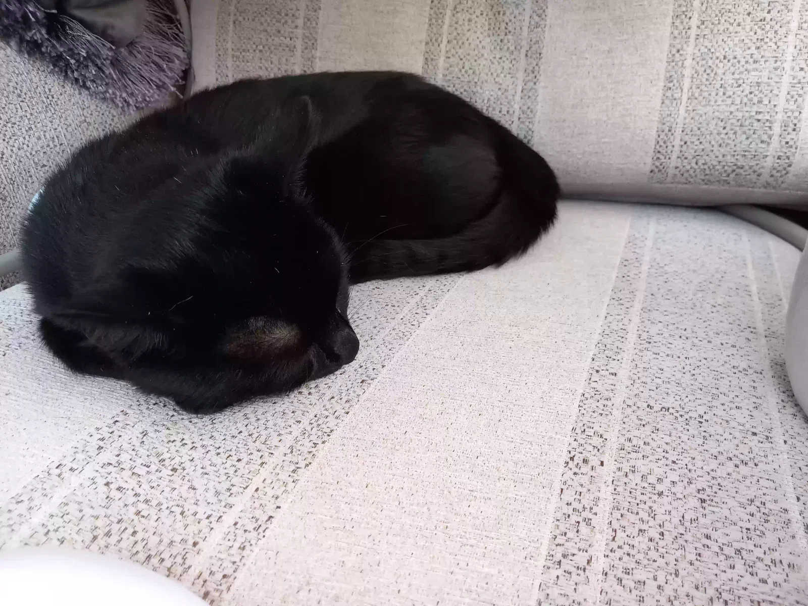 Lucky, Domestic Cat for adoption in Manchester, England