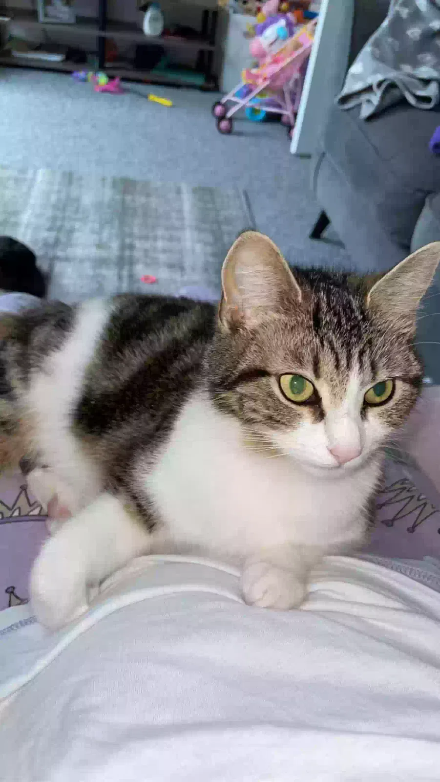 Nala, Unknown Cat for adoption in Bradford, England