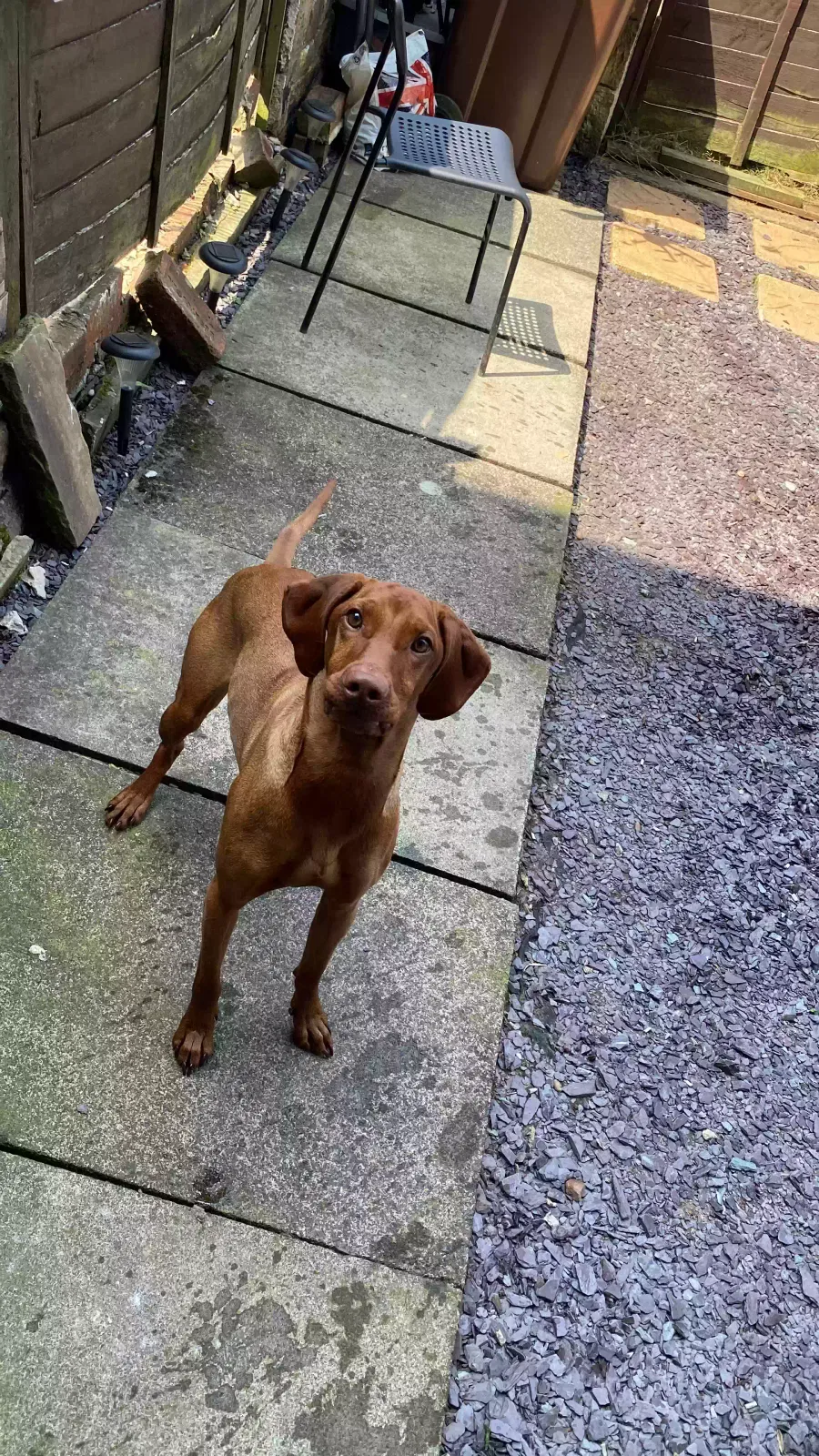 Chester, Hungarian viszla Dog for adoption in Leeds, England