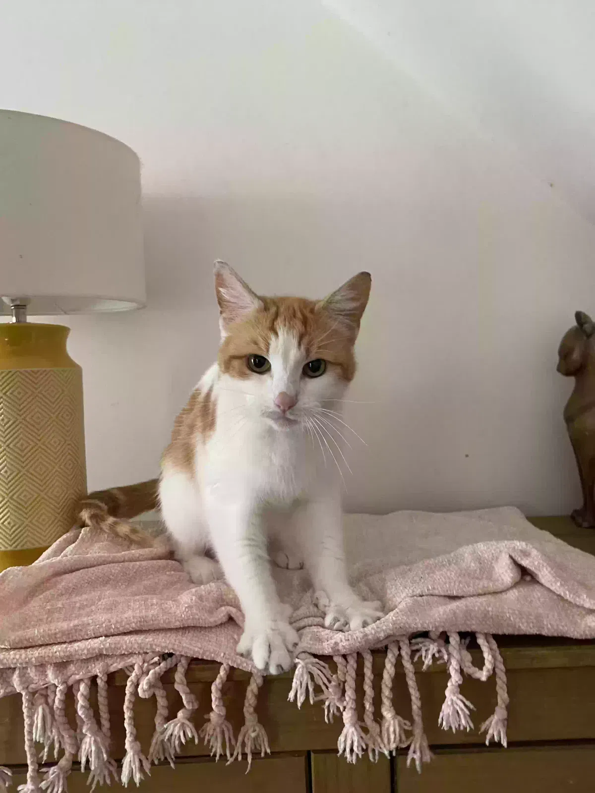 Tiny, Short hair Cat for adoption in Manchester, England