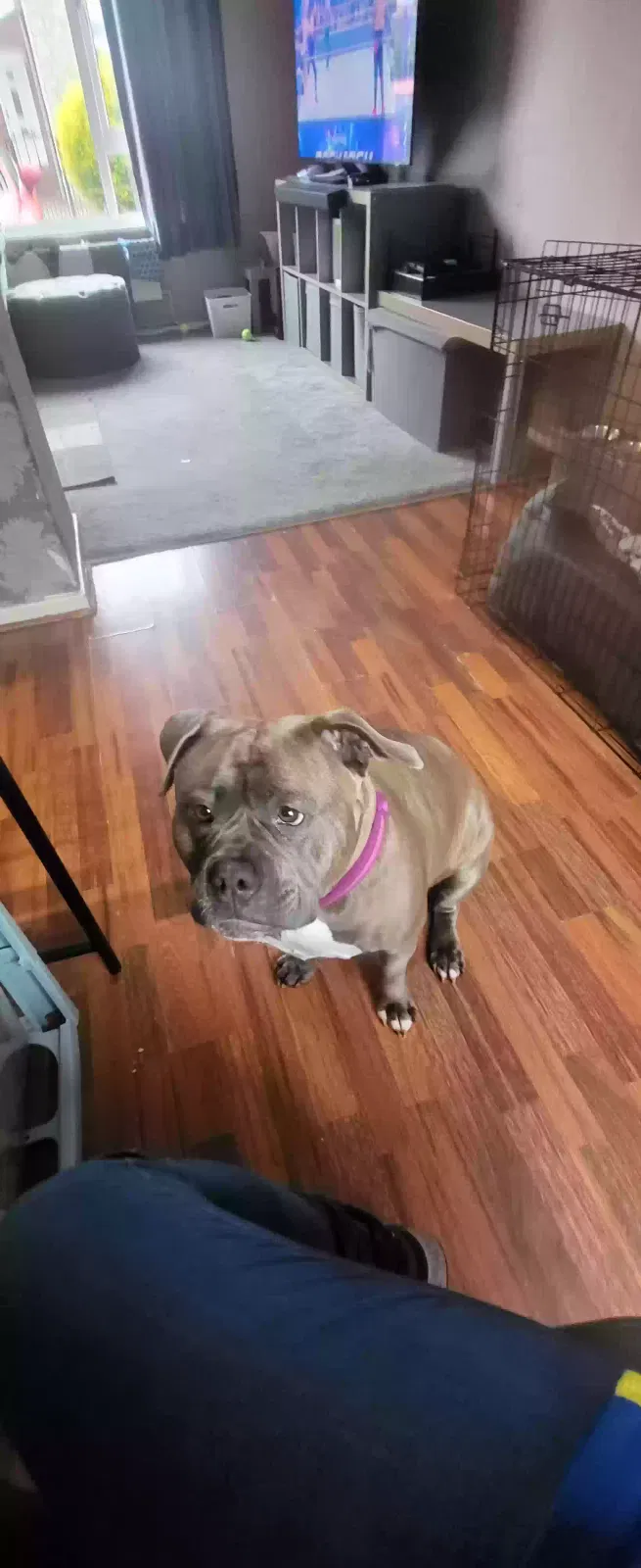 Nala, Xl bully Dog for adoption in Sheffield, England