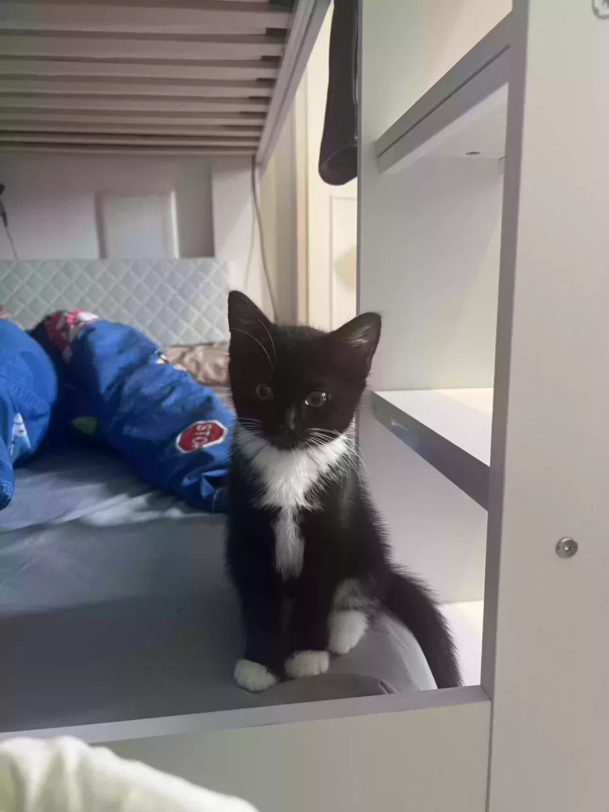 Chuy, Domestic shorthair Cat for adoption in London, England